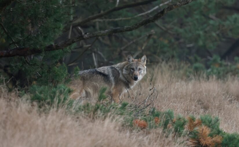 Heuvelrugwolf Bram mag van de rechter worden gedood: geen uitstel